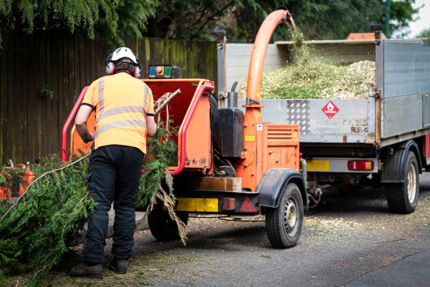 Tree Root Removal in Belen, NM